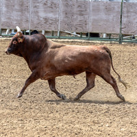 Pacific Coast Jr. Bull Riders